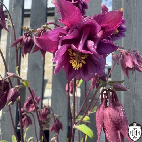Aquilegia vulgaris - Harilik kurekell tumepunane P9/0,55L Aquilegia vulgaris - Harilik kurekell tumepunane P9/0,55L